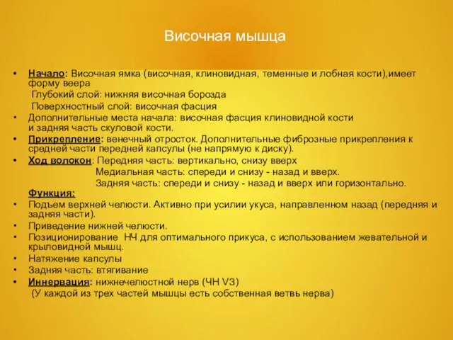 Височная мышца Начало: Височная ямка (височная, клиновидная, теменные и лобная кости),имеет