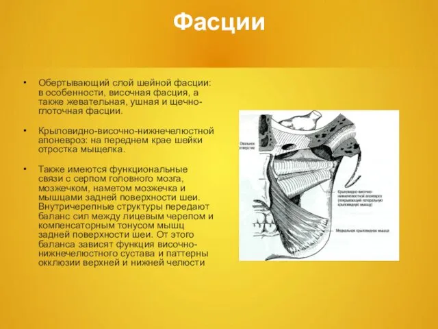 Фасции Обертывающий слой шейной фасции: в особенности, височная фасция, а также