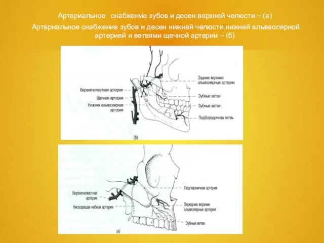Артериальное снабжение зубов и десен верхней челюсти – (а) Артериальное снабжение