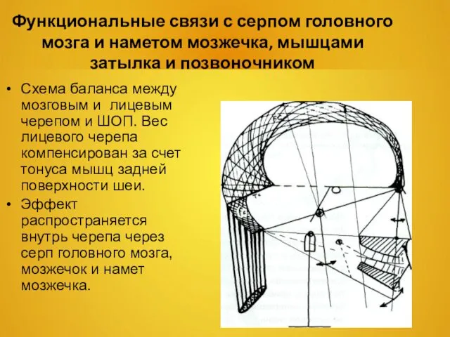 Схема баланса между мозговым и лицевым черепом и ШОП. Вес лицевого