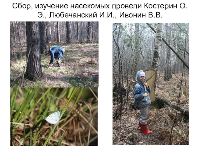 Сбор, изучение насекомых провели Костерин О.Э., Любечанский И.И., Ивонин В.В.