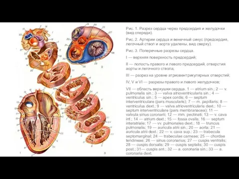 Рис. 1. Разрез сердца через предсердия и желудочки (вид спереди). Рис.