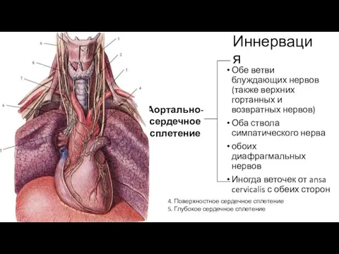 Иннервация Обе ветви блуждающих нервов (также верхних гортанных и возвратных нервов)