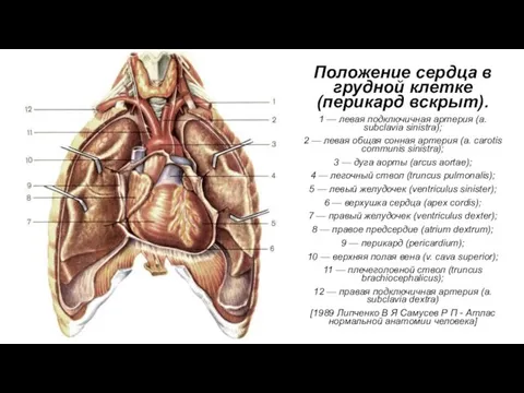 Положение сердца в грудной клетке (перикард вскрыт). 1 — левая подключичная