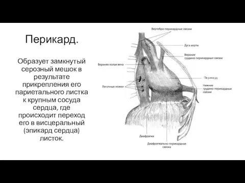 Перикард. Образует замкнутый серозный мешок в результате прикрепления его париетального листка