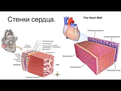 Стенки сердца.