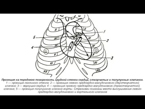 Проекция на переднюю поверхность грудной стенки сердца, створчатых и полулунных клапанов.