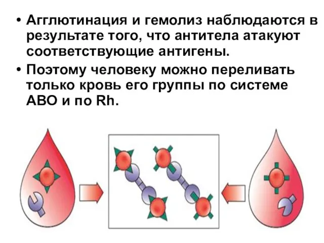 Агглютинация и гемолиз наблюдаются в результате того, что антитела атакуют соответствующие