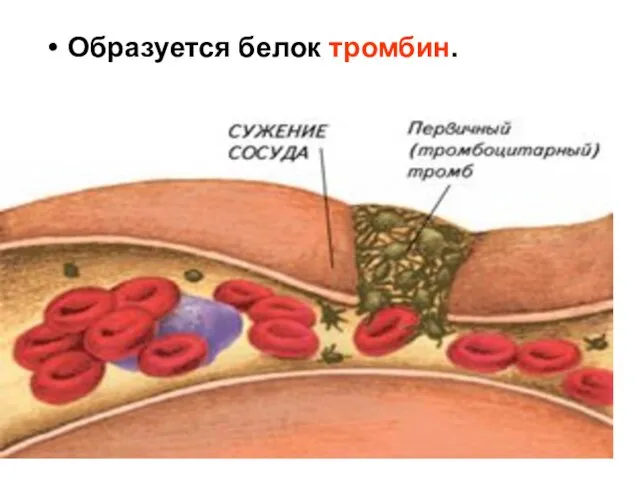 Образуется белок тромбин.