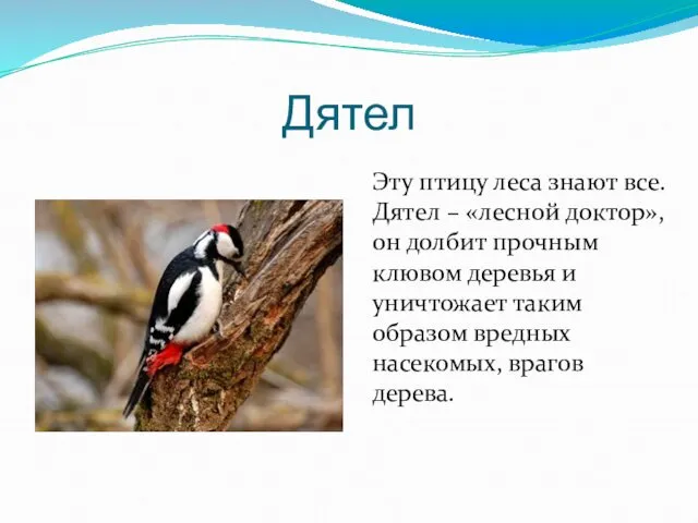 Дятел Эту птицу леса знают все. Дятел – «лесной доктор», он