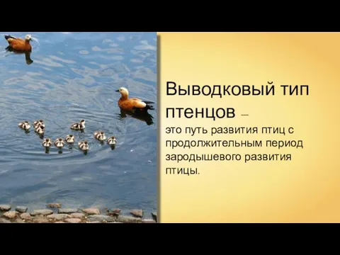 Выводковый тип птенцов — это путь развития птиц с продолжительным период зародышевого развития птицы. Kor!An