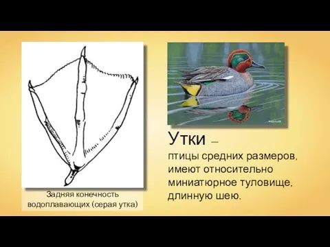 Задняя конечность водоплавающих (серая утка) Утки — птицы средних размеров, имеют