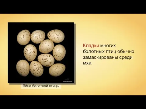 Яйца болотной птицы Didier Descouens Кладки многих болотных птиц обычно замаскированы среди мха.