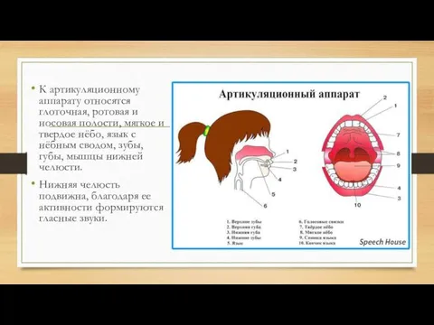 К артикуляционному аппарату относятся глоточная, ротовая и носовая полости, мягкое и