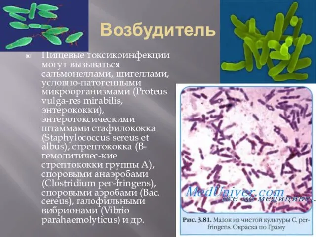 Возбудитель Пищевые токсикоинфекции могут вызываться сальмонеллами, шигеллами, условно-патогенными микроорганизмами (Proteus vulga-res