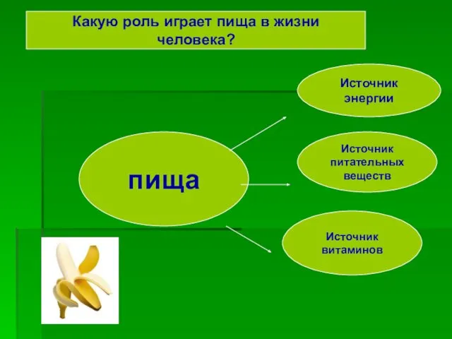 пища Источник энергии Источник питательных веществ Источник витаминов Какую роль играет пища в жизни человека?