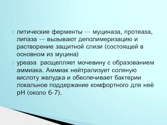 литические ферменты — муциназа, протеаза, липаза — вызывают деполимеризацию и растворение