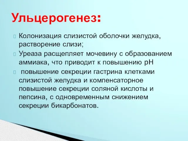 Ульцерогенез: Колонизация слизистой оболочки желудка, растворение слизи; Уреаза расщепляет мочевину с