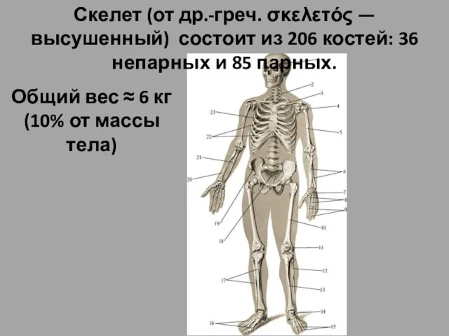 Скелет (от др.-греч. σκελετός — высушенный) состоит из 206 костей: 36