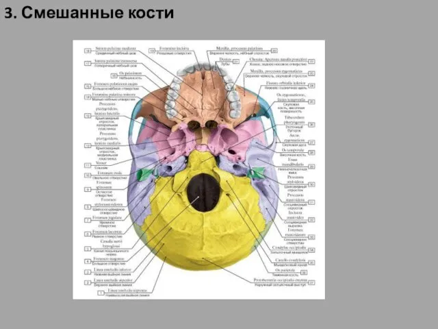 3. Смешанные кости