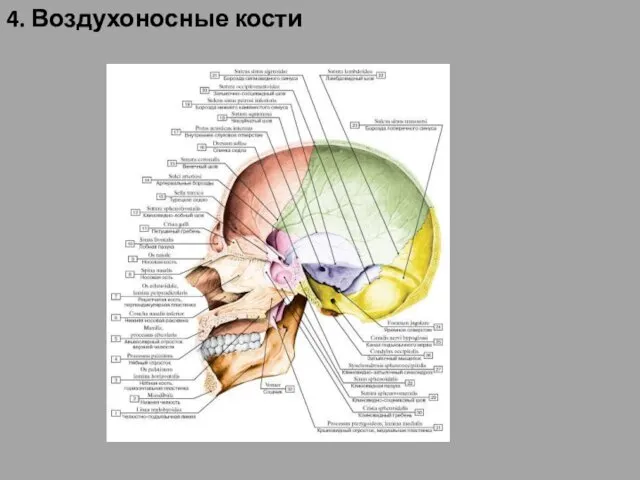 4. Воздухоносные кости