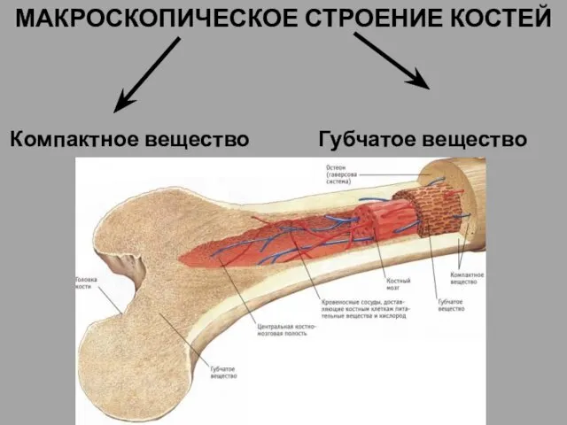 МАКРОСКОПИЧЕСКОЕ СТРОЕНИЕ КОСТЕЙ Компактное вещество Губчатое вещество