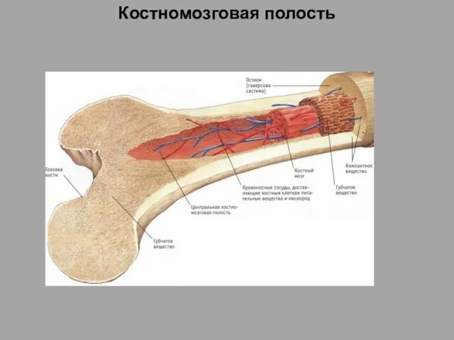 Костномозговая полость