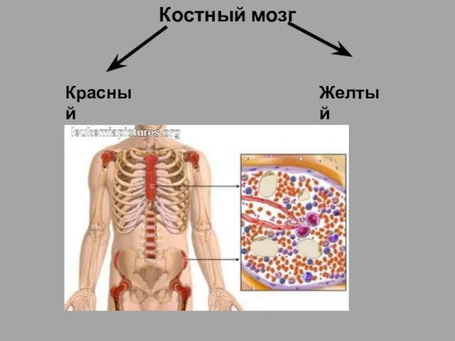 Костный мозг Красный Желтый