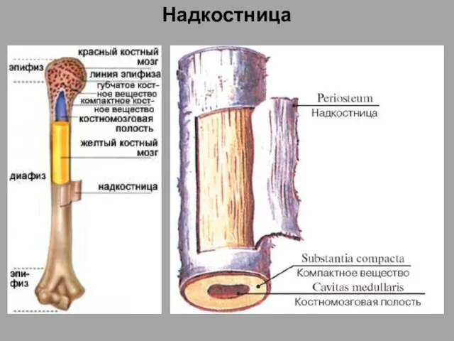 Надкостница