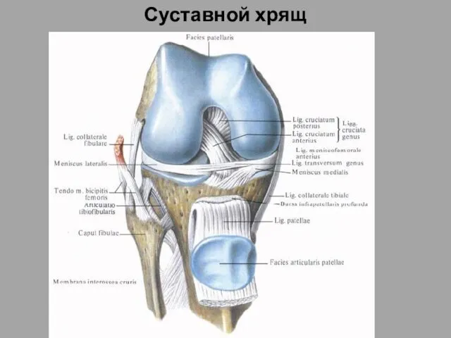 Суставной хрящ