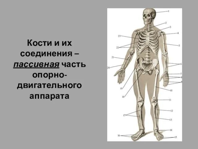 Кости и их соединения – пассивная часть опорно-двигательного аппарата