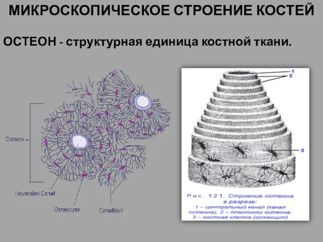 МИКРОСКОПИЧЕСКОЕ СТРОЕНИЕ КОСТЕЙ ОСТЕОН - структурная единица костной ткани.