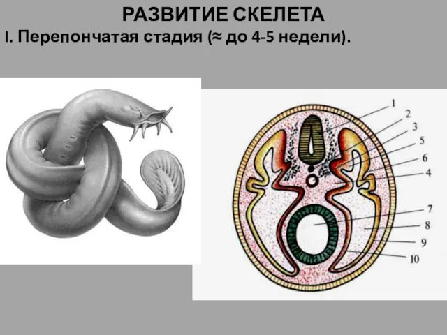 РАЗВИТИЕ СКЕЛЕТА I. Перепончатая стадия (≈ до 4-5 недели).