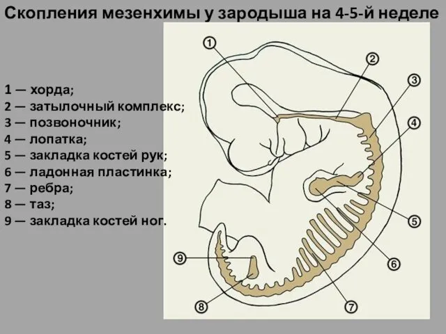 Скопления мезенхимы у зародыша на 4-5-й неделе 1 — хорда; 2