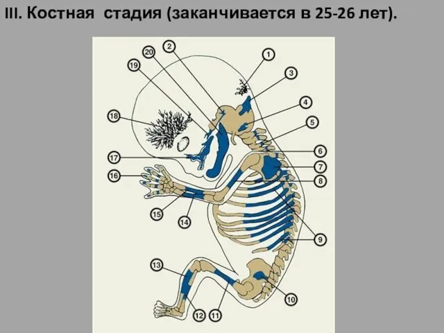 III. Костная стадия (заканчивается в 25-26 лет).