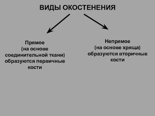 ВИДЫ ОКОСТЕНЕНИЯ Прямое (на основе соединительной ткани) образуются первичные кости Непрямое