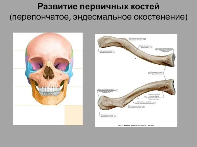 Развитие первичных костей (перепончатое, эндесмальное окостенение)