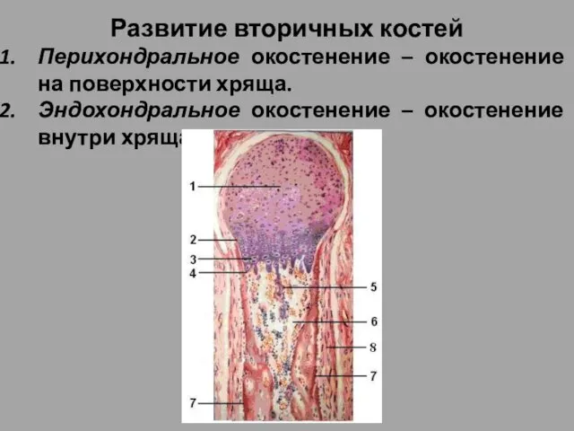 Развитие вторичных костей Перихондральное окостенение – окостенение на поверхности хряща. Эндохондральное окостенение – окостенение внутри хряща.