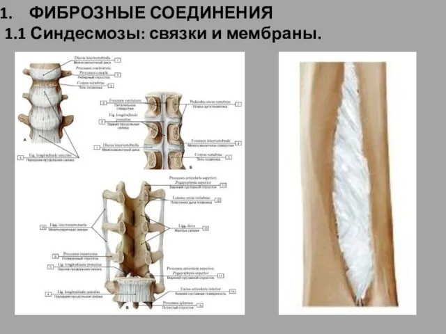 ФИБРОЗНЫЕ СОЕДИНЕНИЯ 1.1 Синдесмозы: связки и мембраны.