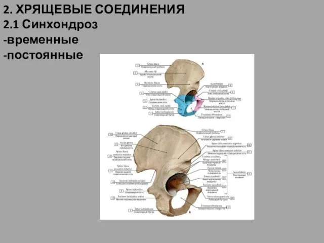 2. ХРЯЩЕВЫЕ СОЕДИНЕНИЯ 2.1 Синхондроз -временные -постоянные