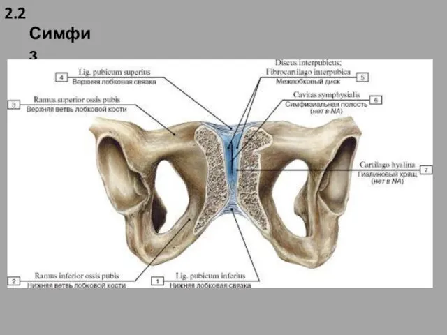 2.2 Симфиз