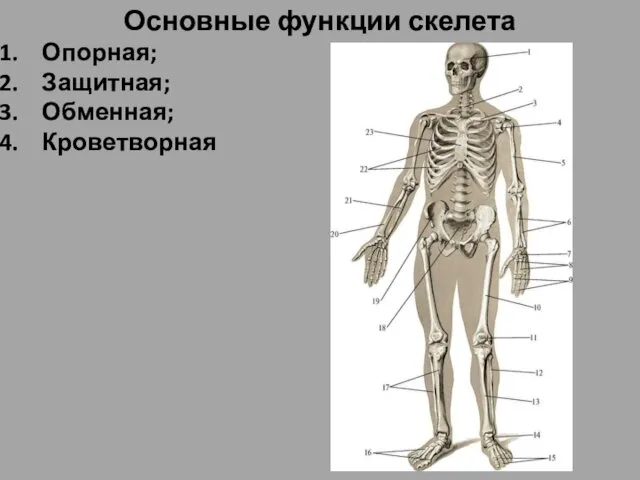 Основные функции скелета Опорная; Защитная; Обменная; Кроветворная