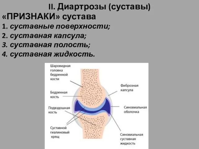 II. Диартрозы (суставы) «ПРИЗНАКИ» сустава 1. суставные поверхности; 2. суставная капсула;