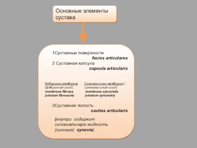 Основные элементы сустава Суставные поверхности facies articulares Суставная капсула capsula articularis