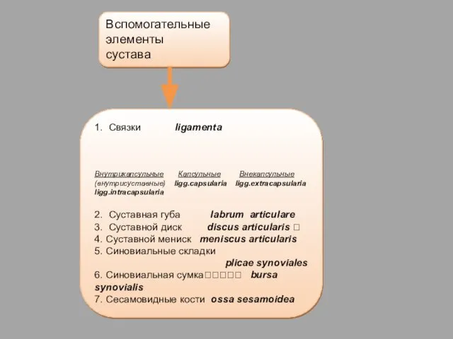 1. Связки ligamenta Внутрикапсульные Капсульные Внекапсульные (внутрисуставные) ligg.capsularia ligg.extracapsularia ligg.intracapsularia 2.