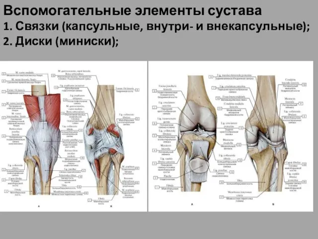 Вспомогательные элементы сустава 1. Связки (капсульные, внутри- и внекапсульные); 2. Диски (миниски);