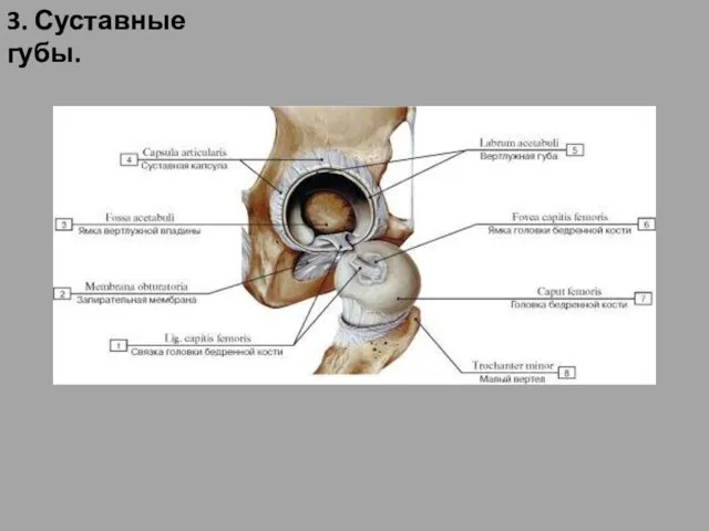 3. Суставные губы.