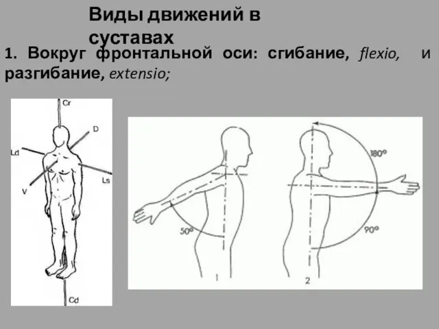 Виды движений в суставах 1. Вокруг фронтальной оси: сгибание, flexio, и разгибание, extensio;