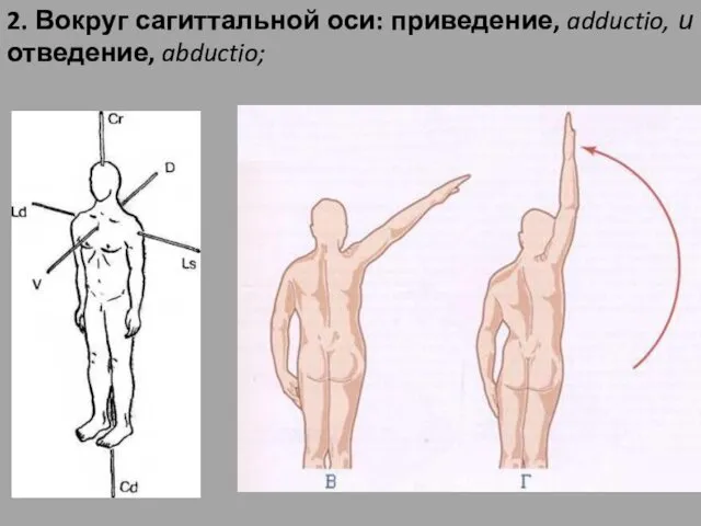 2. Вокруг сагиттальной оси: приведение, adductio, и отведение, abductio;