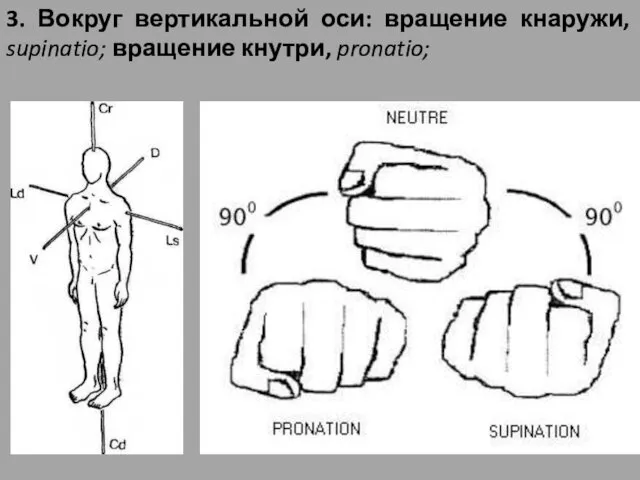 3. Вокруг вертикальной оси: вращение кнаружи, supinatio; вращение кнутри, pronatio;